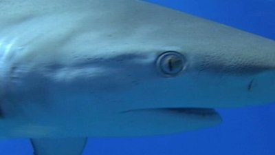 Shark Gordon Season 1 Episode 4