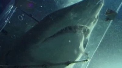 Shark Gordon Season 1 Episode 8