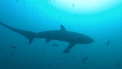 Shark Gordon Season 1 Episode 13