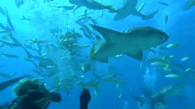 Shark Gordon Season 1 Episode 12