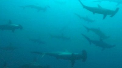 Shark Gordon Season 1 Episode 10