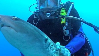 Shark Gordon Season 1 Episode 9