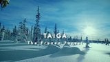 Taiga: The Frozen Forests