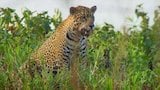 The Pantanal: Brazil's Wild Heart