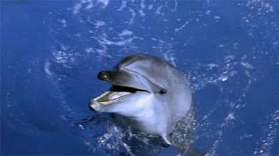 Flipper Season 2 Episode 1