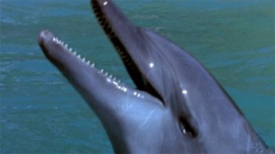 Flipper Season 4 Episode 13