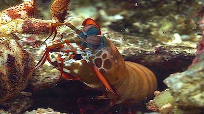 Total Riff Off Season 1 Episode 1