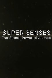 Super Senses: The Secret Power of Animals