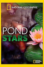 Pond Stars