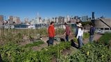 Urban Farming