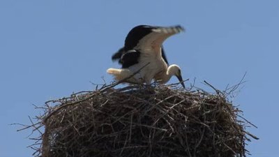 Xploration Animal Science Season 1 Episode 16