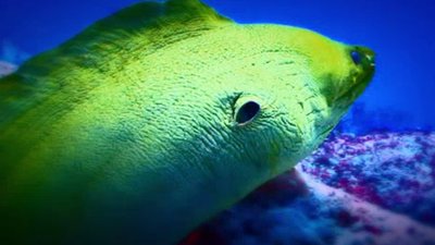 Xploration Animal Science Season 1 Episode 18