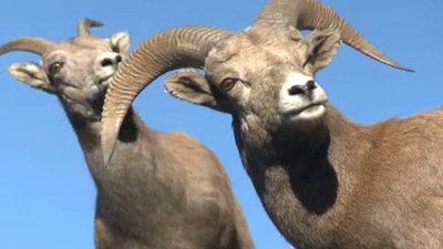 Xploration Animal Science Season 1 Episode 12