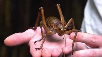 Xploration Awesome Planet Season 4 Episode 4