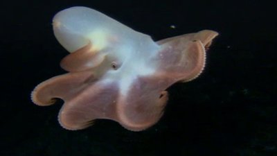 Xploration Awesome Planet Season 1 Episode 7