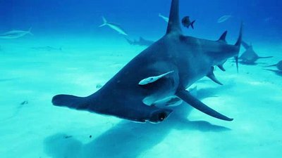 Xploration Awesome Planet Season 3 Episode 3