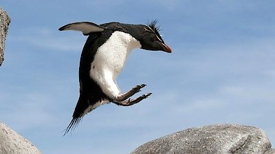 Penguins - Spy in the Huddle Season 1 Episode 1