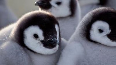 Penguins - Spy in the Huddle Season 1 Episode 2