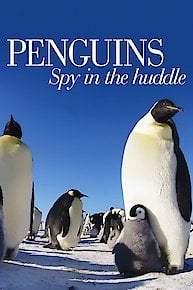 Penguins - Spy in the Huddle