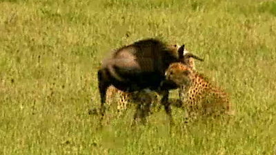 Animal Fight Night Season 5 Episode 10