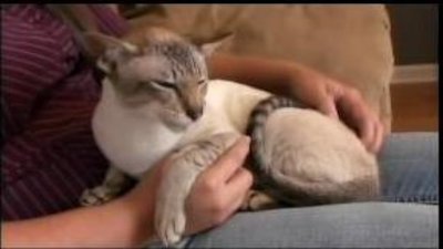 Cats 101 Season 2 Episode 3