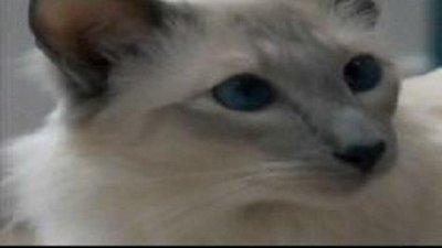 Cats 101 Season 3 Episode 2