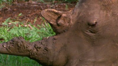 Jack Hanna's Into the Wild Season 8 Episode 3