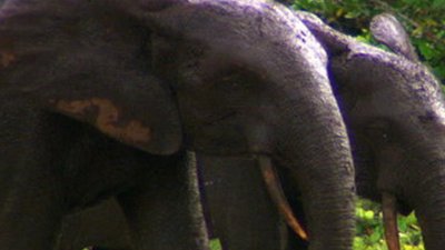 Jack Hanna's Into the Wild Season 8 Episode 6