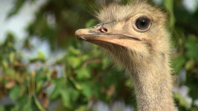 Jack Hanna's Into the Wild Season 8 Episode 7