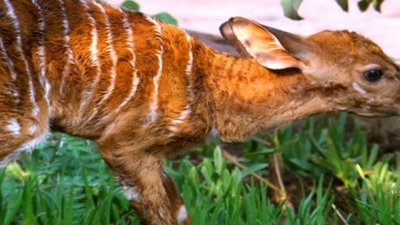 Jack Hanna's Into the Wild Season 8 Episode 8