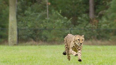 Jack Hanna's Into the Wild Season 8 Episode 13