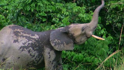 Jack Hanna's Into the Wild Season 8 Episode 5