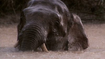 Jack Hanna's Into the Wild Season 3 Episode 14