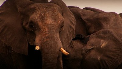 Jack Hanna's Into the Wild Season 6 Episode 3