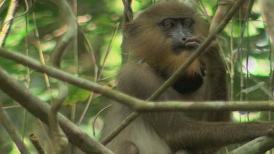 Jack Hanna's Into the Wild Season 7 Episode 10