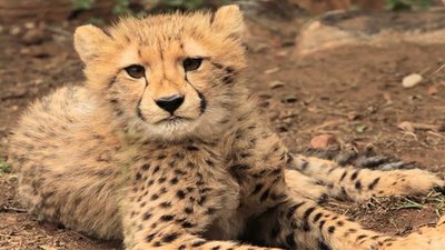 Jack Hanna's Into the Wild Season 7 Episode 12