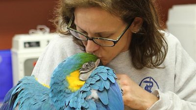 Dr. K's Exotic Animal ER Season 1 Episode 8