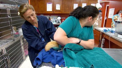 Dr. K's Exotic Animal ER Season 1 Episode 3
