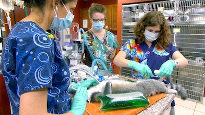 Dr. K's Exotic Animal ER Season 1 Episode 4