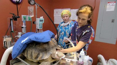 Dr. K's Exotic Animal ER Season 2 Episode 3