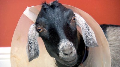 Dr. K's Exotic Animal ER Season 2 Episode 6