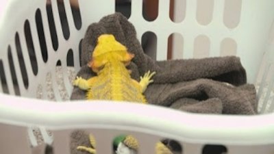 Dr. K's Exotic Animal ER Season 3 Episode 1