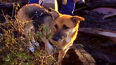 The New Detectives Season 6 Episode 13