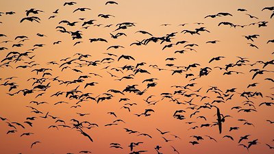 Nature Season 37 Episode 14