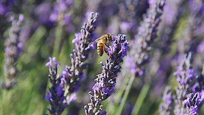 Nature Season 37 Episode 15