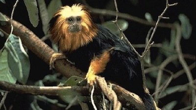 Nature Season 2 Episode 6