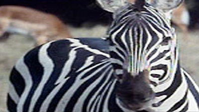 Nature Season 10 Episode 14