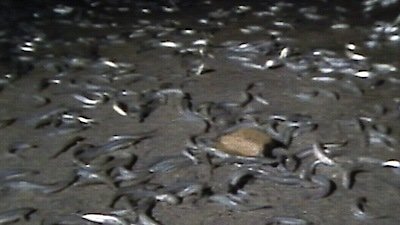 Nature Season 12 Episode 4