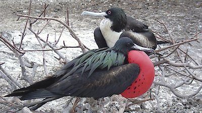 Nature Season 12 Episode 5