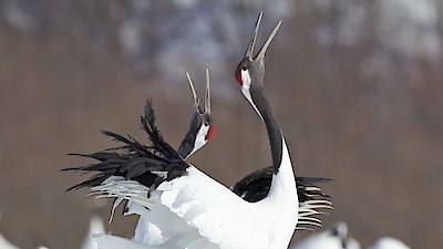 Nature Season 12 Episode 6